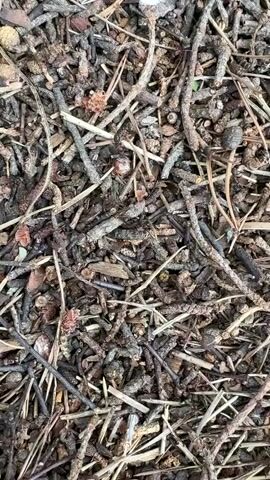 The video displays a close-up, top-down view of a dense collection of small, dry twigs, pine needles, and other organic debris. The materials are varied in color, ranging from light brown and gray to dark brown and black, suggesting different types of wood and decomposition stages. Some of the twigs are thin and wiry, while others are thicker and more substantial. There are also small, bud-like or seed-like structures scattered throughout. The overall impression is of forest floor detritus. The lighting appears to be natural, possibly daylight, creating shadows that add depth and texture to the scene. There are no discernible movements or living creatures visible in the video. The camera appears to be stationary.