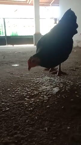 A chicken is eating rice scattered on the ground. The chicken is dark-colored with some reddish-brown feathers visible on its neck and head. It is pecking at the rice with its beak. The ground appears to be dirt or concrete, with some debris scattered around. In the background, there is a white pillar and a glimpse of a structure with some green objects visible through a gate. The lighting suggests an indoor or partially enclosed area. The video is recorded from a low angle, close to the ground.