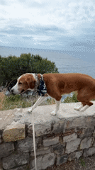Dog walks seaside wall in Montenegro coastal town
