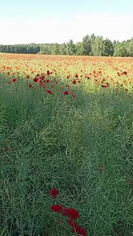 A drone flies over a field of red poppies and green plants. The sky is clear and blue. Trees are visible in the background.