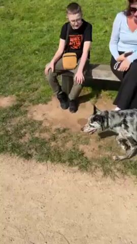 The video shows a medium-sized dog with a distinctive grey and black speckled coat walking along a dirt path next to a grassy area. A tennis ball lies on the edge of the path. A person is sitting on a bench nearby.  Another person walks in the distance on the path. It is a sunny day.