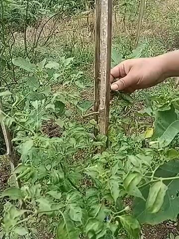 The video shows a close-up of a person's hands picking chili peppers from a plant in an outdoor garden. The person is wearing a black t-shirt and is holding a white plastic container filled with harvested chili peppers. The chili peppers are small and vary in color from green to red. The plant appears to be a pepper plant with numerous small chilies. The background consists of other plants and foliage, suggesting a natural, cultivated environment. The person is carefully plucking the chilies from the plant and placing them into the container. The camera focuses on the action of picking the peppers.