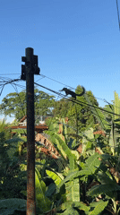 Black squirrel traverses power lines in tropical Ubud landscape
