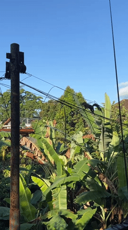 Black squirrel traverses power lines in tropical Ubud landscape