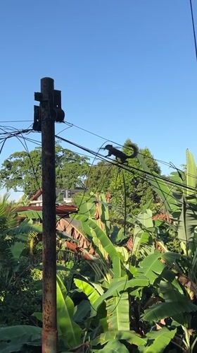 Black squirrel traverses power lines in tropical Ubud landscape