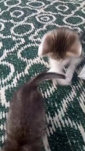 Two kittens are on a rug. One kitten is on the left and is mostly dark brown with some white. The other kitten is on the right and is grey and white. The kittens appear to be playing. The rug has a green and white pattern. There is a white object to the right of the kittens, possibly a piece of paper or fabric. The video is shaky and unclear in places.