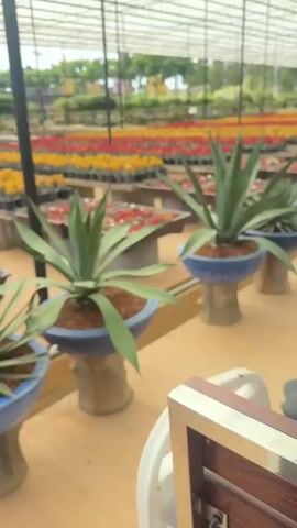 The video pans across a greenhouse filled with rows of potted cacti. The plants are arranged on tables and appear to be of various sizes and colors, predominantly red and yellow. In the foreground, two large potted agave plants are visible. The greenhouse has a transparent roof supported by a metal frame. The floor is a light-colored, smooth surface. The overall impression is that of a nursery or plant market.