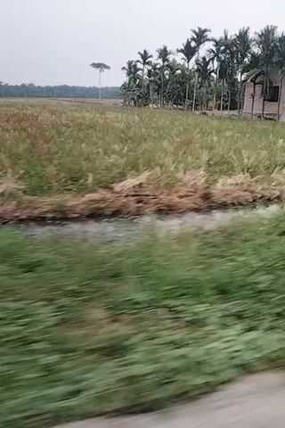 The video shows a person's perspective as they move through an outdoor environment. On the left side of the frame, there is a house with a white roof, surrounded by palm trees. To the right of the house, there is a field with dry, brown vegetation, which transitions into a patch of wet, muddy ground. Further to the right, there is a vibrant green grassy area. The camera appears to be in motion, possibly from a vehicle or while walking, causing a blur effect. The sky is overcast, suggesting cloudy weather. The overall scene depicts a rural landscape with signs of agriculture and natural vegetation.