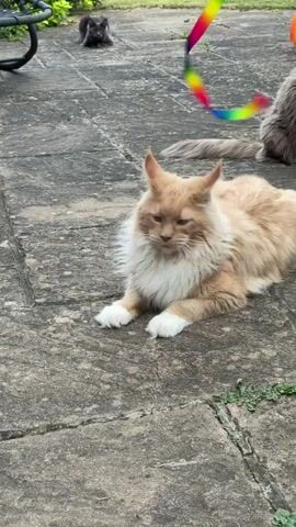 A fluffy, tan cat with white paws lies on a paved surface, playing with a rainbow-colored ribbon toy. The cat bats at the toy with its paws and chews on it. Another fluffy cat, this one gray, sits in the background to the right. A smaller, dark cat is visible in the background to the left. The environment appears to be an outdoor patio with some greenery.
