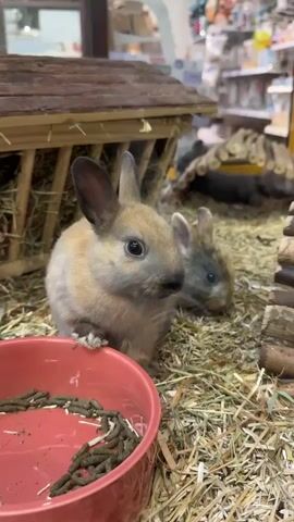 The video shows two baby rabbits in an enclosure filled with hay. In the foreground, a rabbit with light brown and grey fur is positioned next to a red bowl containing dark pellets. Behind it, another rabbit, appearing more grey in color, is visible. The enclosure includes a small wooden structure in the background. The setting appears to be indoors, likely a pet store, given the background with shelves stocked with items and bright overhead lighting.