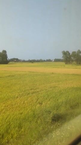 The video shows a rural landscape under a clear blue sky. The dominant feature is a vast expanse of rice paddies, displaying varying shades of green and golden yellow, indicating the different stages of crop maturity. A line of thin trees with green foliage runs across the center of the frame. In the far distance, indistinct structures, possibly houses or buildings, are visible against the horizon. The video appears to have been taken from a moving vehicle, as the scenery is in motion. No individuals are visible in the shot.