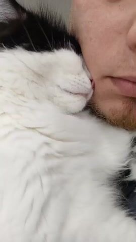 The video shows a close-up of a white and black cat snuggling against a man's face. The cat's face is pressed against the man's cheek near his mouth. The man has a light beard.  The background is a neutral wall.