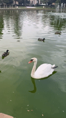 Swans, fountains, and parked exotics at a Samokov park