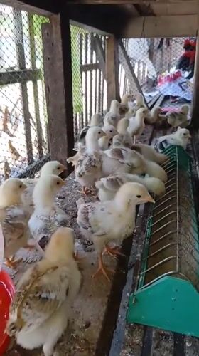 Chick rearing and casual activity at a rural Indonesian homestead