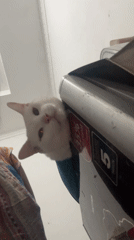 Jakarta resident documents white cat in blue harness around home