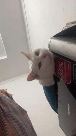 Jakarta resident documents white cat in blue harness around home