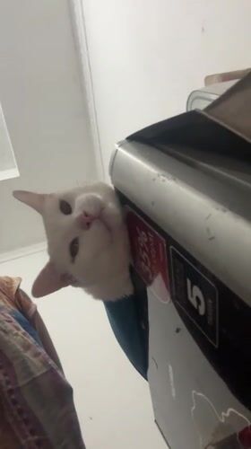 Jakarta resident documents white cat in blue harness around home