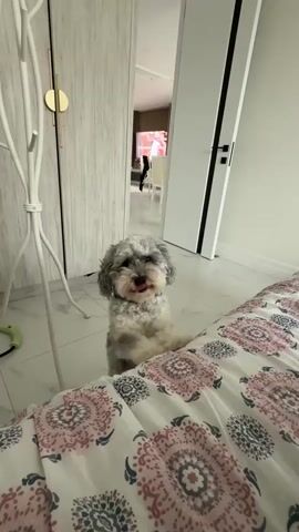 A small, fluffy gray and white dog with curly fur stands on its hind legs on a tiled floor, its front paws resting on the edge of a bed covered with a patterned comforter. The dog is looking directly at the camera with its tongue slightly out. In the background, a doorway opens into another room where a television is visible on a wall. A tall, white coat rack stands to the left of the dog. A white door with a black handle is visible to the right of the doorway. The scene appears to be indoors, possibly in a bedroom.