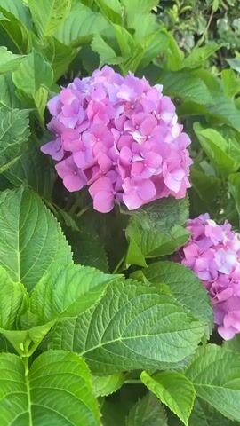 This is a close-up video of a cluster of pink hydrangeas. The flowers are in full bloom and are surrounded by lush green leaves. The camera slowly zooms in on the flowers, highlighting the delicate texture of the petals and the vibrant color. The lighting is soft and natural, suggesting an outdoor setting. The video is still and peaceful, focusing entirely on the beauty of the hydrangeas.
