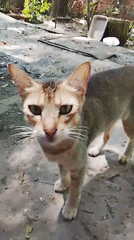 Cats, ash, and rooftops at a Colombo property