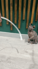 Sphynx cat jumps to chase white object in Kazan