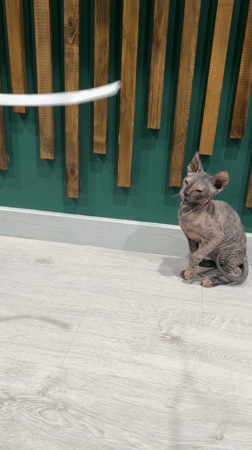 Sphynx cat jumps to chase white object in Kazan