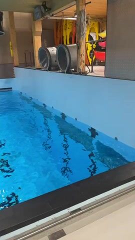The video shows an indoor swimming pool facility. The pool is filled with clear blue water and has marked lanes. Several people are visible in the pool, some wearing yellow vests, and others appearing to be in small boats or kayaks. This suggests an activity like kayaking practice or water rescue training.

The setting features high ceilings with exposed wooden beams and large ventilation ducts. Along one wall, multiple kayaks or canoes are stored on racks. Pool ladders are visible at the edges of the pool. The walls are light-colored, and the overall impression is a modern, well-maintained facility.

Notable details include a faint sign on the far wall reading "STOPPING FORBUDT" (No Stopping) and a circular sign partially visible above the pool with "120" written on it. The lighting indicates it is daytime. The location is Horten, Norway.