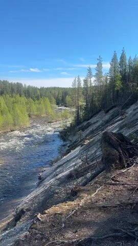 The video shows a river flowing through a forest under a clear blue sky. The camera slowly pans from right to left, showcasing the river's rapids, the rocky and sandy banks, and the dense forest along both sides of the river. The forest consists of evergreen and deciduous trees. The river water appears to be clear but with a brownish tint, reflecting the surrounding landscape. There are no people or animals visible in the frame.