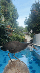 Birds visit tropical Indonesian pool, interact with person