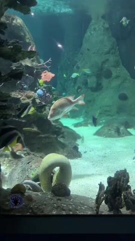 A moray eel coils on the sandy bottom of a large aquarium tank. Several fish swim in the tank, including a large tan fish with orange fins and black and yellow striped fish. The tank is decorated with rocks, coral, and other marine life, and the water is clear and blue-green.