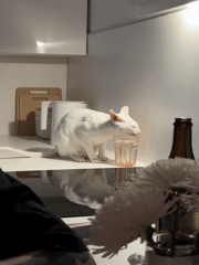 White cat explores kitchen, encounters sushi in Kommunarka home