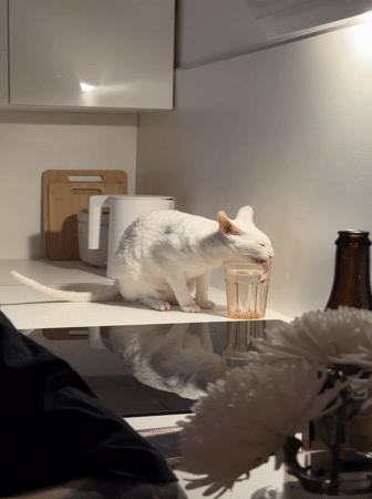 White cat explores kitchen, encounters sushi in Kommunarka home