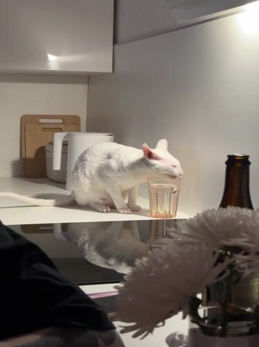 White cat explores kitchen, encounters sushi in Kommunarka home