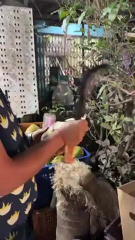 The video shows a man preparing a coconut. First, a man wearing a blue shirt with a yellow palm tree pattern is shown cutting the coconut. Then, the coconut is shown in his hands, and he turns it to show the different sides. Next, a smiling man is shown holding the prepared coconut. The background shows a street scene at night, with trees and buildings visible. The video is likely taken at a street food stall.