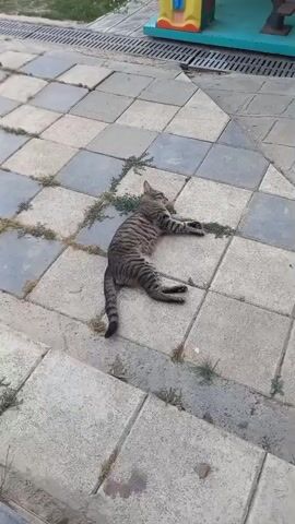 The video shows a tabby cat lying on a checkered tile patio. The cat is sprawled on its side with its legs extended. The patio is made of square tiles in alternating shades of gray and blue. Sparse green grass grows between some of the tiles. In the background, a metal grate or drain is visible, and beyond that, a small portion of a playground structure with red and blue colors can be seen. The scene appears to be outdoors, likely during the daytime, with natural light illuminating the area. The cat looks relaxed and comfortable in its surroundings. No people are visible in the video, and there is no visible text. The setting suggests a residential or public outdoor space.
