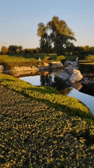 Wildlife and water at a scenic urban park near sunset