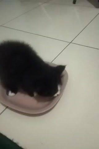 A black kitten with white paws is inside a pink bowl on a tiled floor. The kitten is looking down into the bowl. The video is shaky and the lighting is dim.