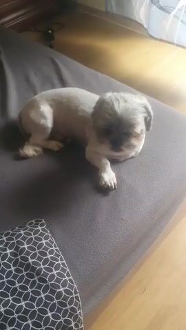 A small, light-colored dog with short fur is lying on a dark grey cushion. The dog is positioned in the center of the frame, facing towards the right. Its body is mostly visible, with its front paws extended and its back legs tucked underneath. The background shows a wooden floor and a curtain.