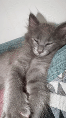 Gray kitten rests on cushion in Strovolos, Cyprus