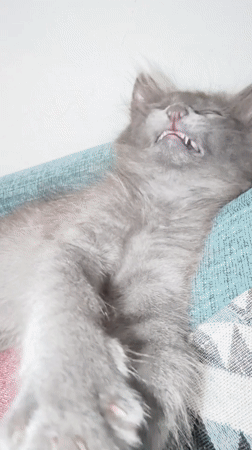 Gray kitten rests on cushion in Strovolos, Cyprus