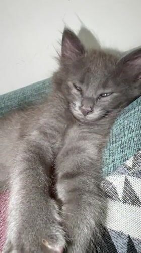 Gray kitten rests on cushion in Strovolos, Cyprus