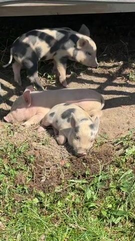 The video shows three piglets huddled together in a sunny, outdoor environment. The piglets appear to be young and are lying on a dirt and grass surface, with some dry leaves and twigs scattered around. Two of the piglets are a pale pink color, while the third, in the foreground, has a spotted pattern of black and white. The piglets are close together, with one lying on top of another, and they seem to be resting or sleeping. In the background, there is a wooden structure, possibly a shed or a shelter, which casts a shadow over the piglets. The overall scene is peaceful and evokes a sense of rural farm life.