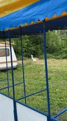 Llama spotted grazing near campers in Burgas, Bulgaria