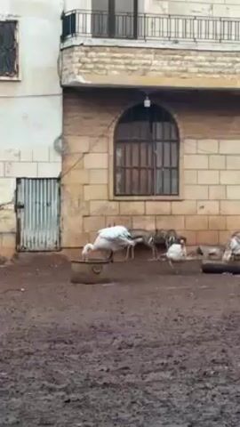 The video shows a muddy yard with several turkeys and two small deer. A white turkey drinks from a metal container. Two deer stand near a brick building with arched windows. Other turkeys are on the ground and near a log. The building is aged, with signs of wear and tear. The ground is dark and muddy. A metal gate is visible on the left side of the frame.