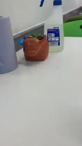 The video shows a small, brown, ceramic planter shaped like a highland cow. It holds a small succulent plant. Next to the planter is a bottle of Ecolab Aseptopol 76 cleaning solution and a roll of paper towels. The planter has a blue object attached to its right horn. The objects are sitting on a white surface.