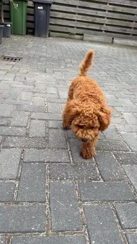 A brown poodle with a pink collar walks towards the camera on a paved surface, pants, and looks up at the camera.