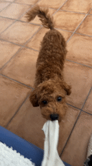 Poodle rests indoors in Sutomore during early morning hours