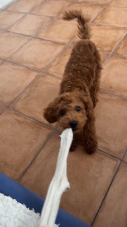 Poodle rests indoors in Sutomore during early morning hours