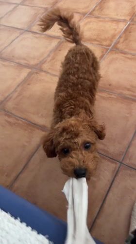 Poodle rests indoors in Sutomore during early morning hours