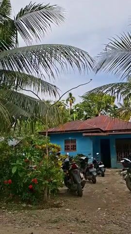 The video presents a static shot of a light blue house with a rusty red corrugated metal roof, nestled amidst lush tropical greenery. Large palm fronds dominate the foreground and are scattered throughout the background, indicating a tropical environment. In front of the house, several motorbikes are parked on a dirt and gravel patch. To the left, a vibrant bush with red flowers adds a splash of color to the scene. The house itself features a brown wooden window frame and a matching door frame. The sky is overcast, suggesting either a cloudy day or early morning/late afternoon light, but it is clearly daytime. No people are visible, and there is no discernible activity taking place. The overall impression is a peaceful, rural or semi-rural residential scene in Meunasahreudeup, Indonesia. No visible text is present.